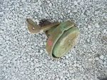 John Deere Rax Tractor Orignal Jd Left Rear Brake Assembly B218R & Pedal Used. Price: $149.89.