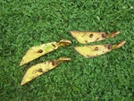 John Deere B10434 B10435 Disk Scraper Bracket Bwf Bwa Rwa Fwa Disc #2 Used. Price: $99.99.
