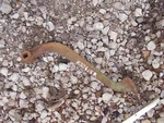 John Deere 530 630 730 Tractor Original Jd Left Brake Pedal R20614R Used. Price: $32.95.