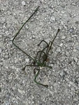 John Deere Fuel Lines Tag #7637 Used. Price: $75.00.